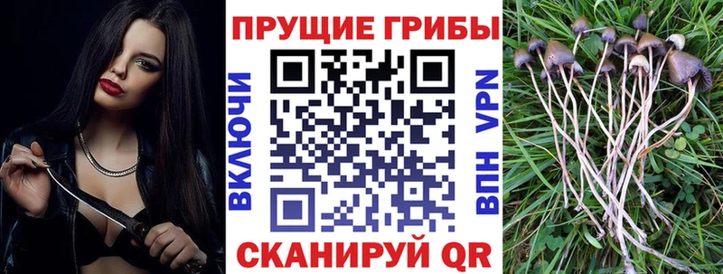 где можно купить наркотик  МЕГА зеркало  Псилоцибиновые грибы ЛСД  Подпорожье 